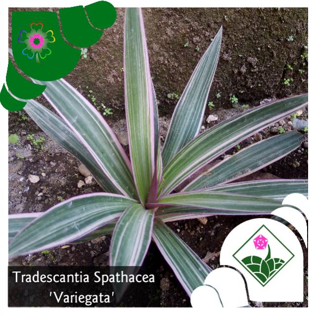 Tradescantia Spathacea Variegata Nanas Kerang Adam  Hawa  