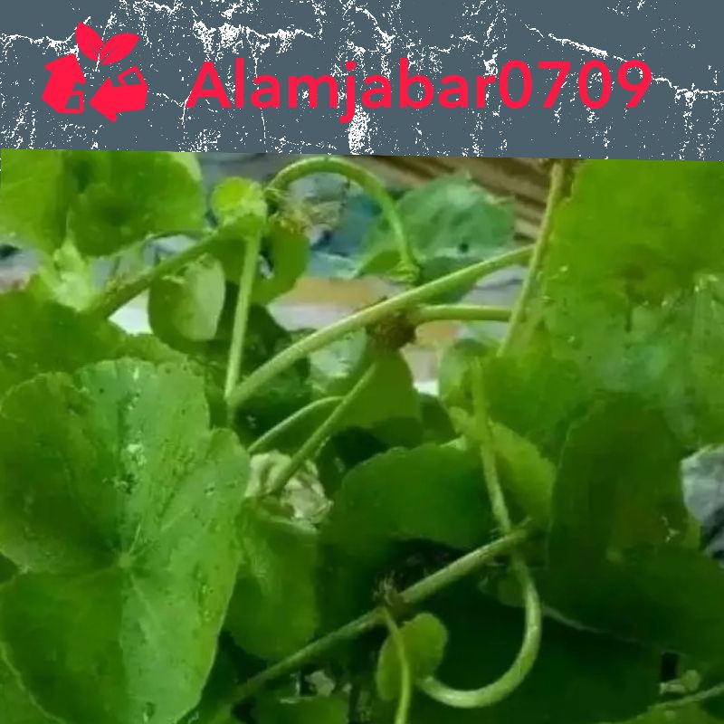 

daun herbal antanan herbal anemia