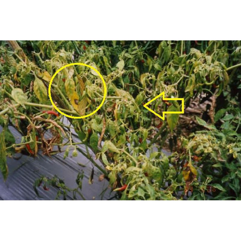 Paket Pestisida Untuk Tanaman Layu