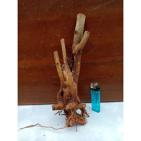 Bahan dangkelan fress bonsai lantana/tanaman lantana orange berkarakter.