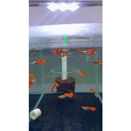 ikan hias, guppy prt koi