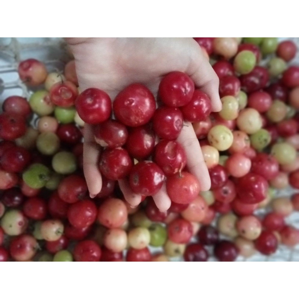 

buah loba lobi segar dan fress setengah kilio gram