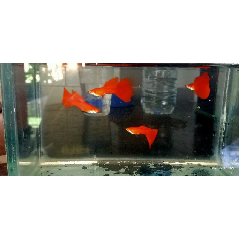 

Ikan Guppy Albino Full Red