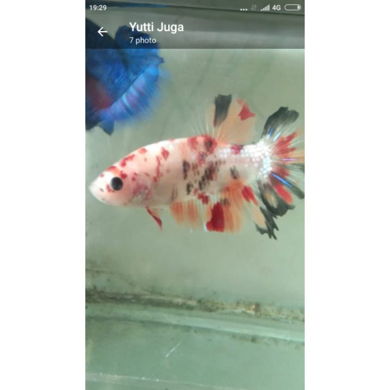 

cupang