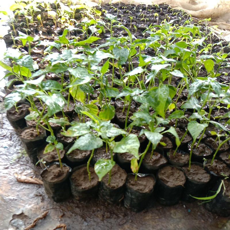 

cabai rawit