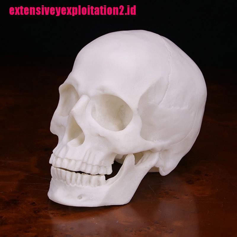 &lt; E2id &amp; &gt; Model Tengkorak Manusia Bahan Resin Warna Putih Skala 1: 1 Untuk Halloween