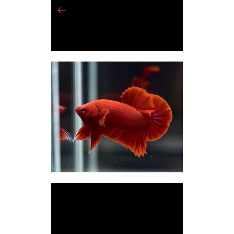 

ikan cupang plakat super red