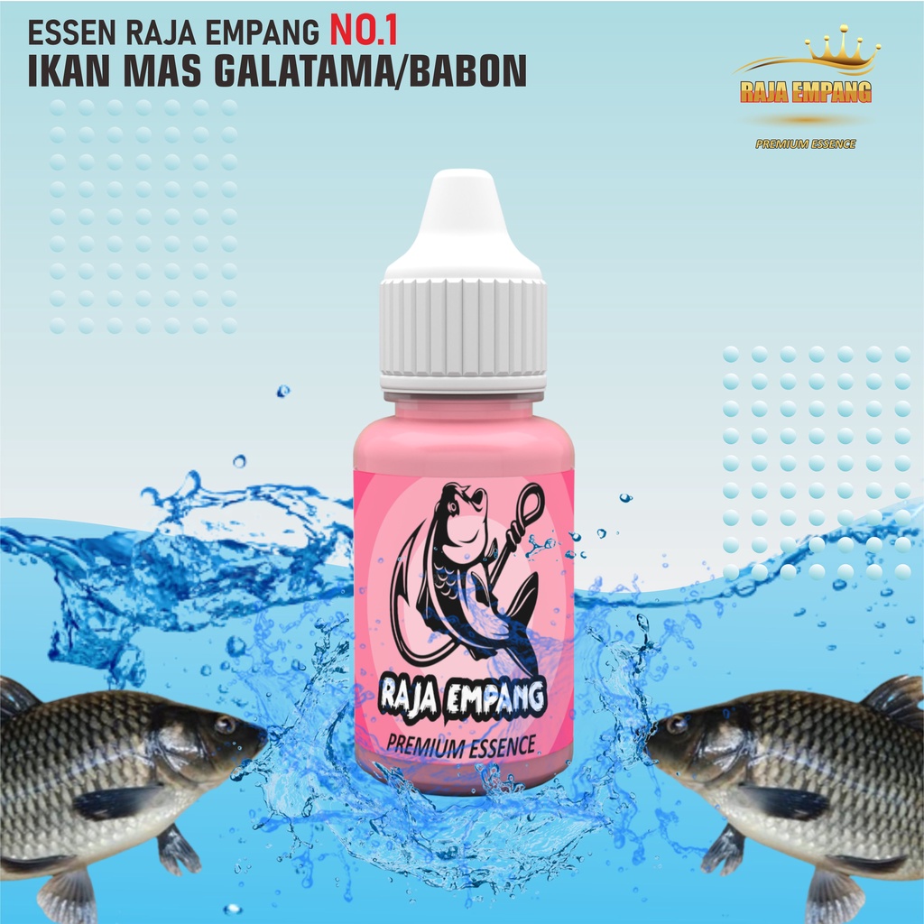 essen ikan mas paling bagus segala umpan, essen ikan mas raja empang, essen ikan mas babon galatama,
