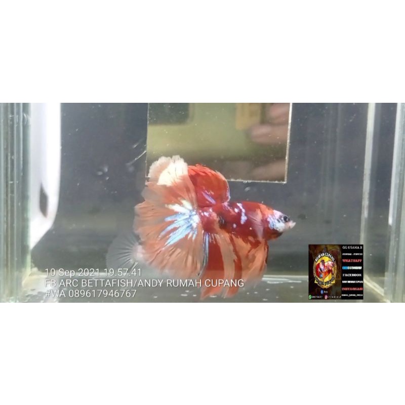 IKAN CUPANG HALFMOON RED KOI GALAXY SESUAI VIDEO