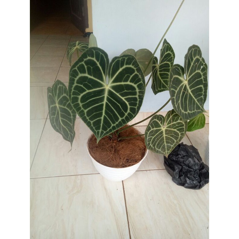 kuping gajah tarantula induk-tanaman hias kuping gajah tarantula-pohon kuping gajah tarantula-taran-