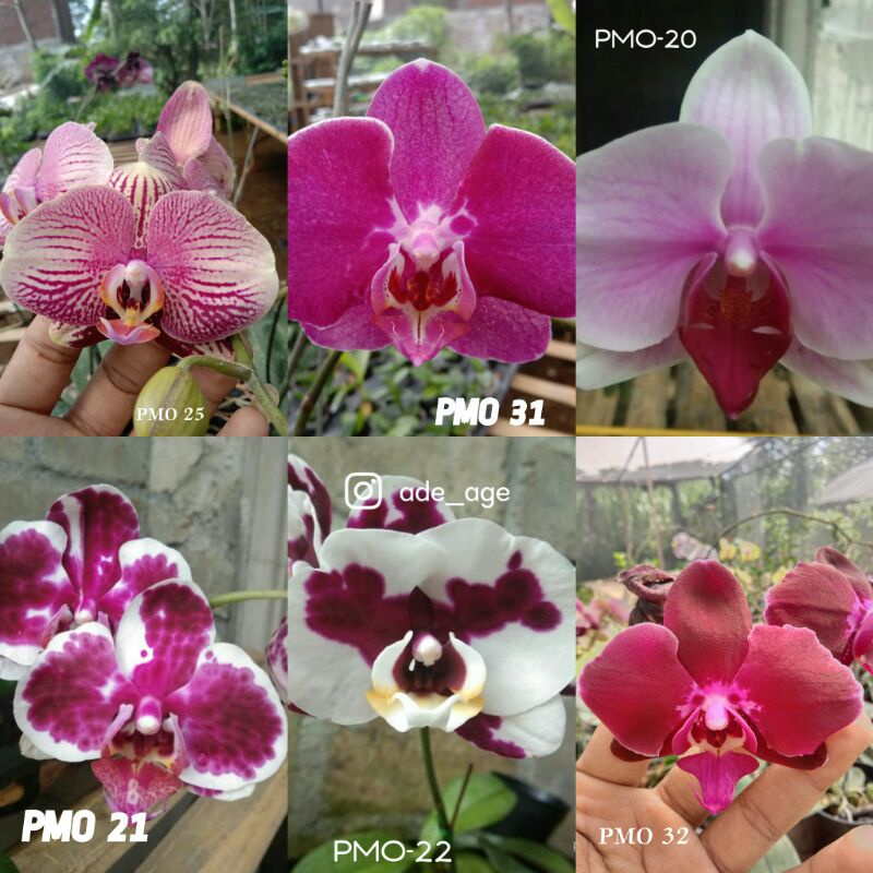 PAKET 6 POT SEEDLING ANGGREK BULAN