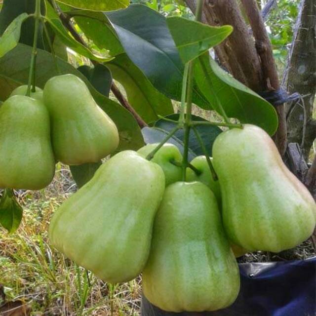Bibit Jambu Air Madu Deli Hijau