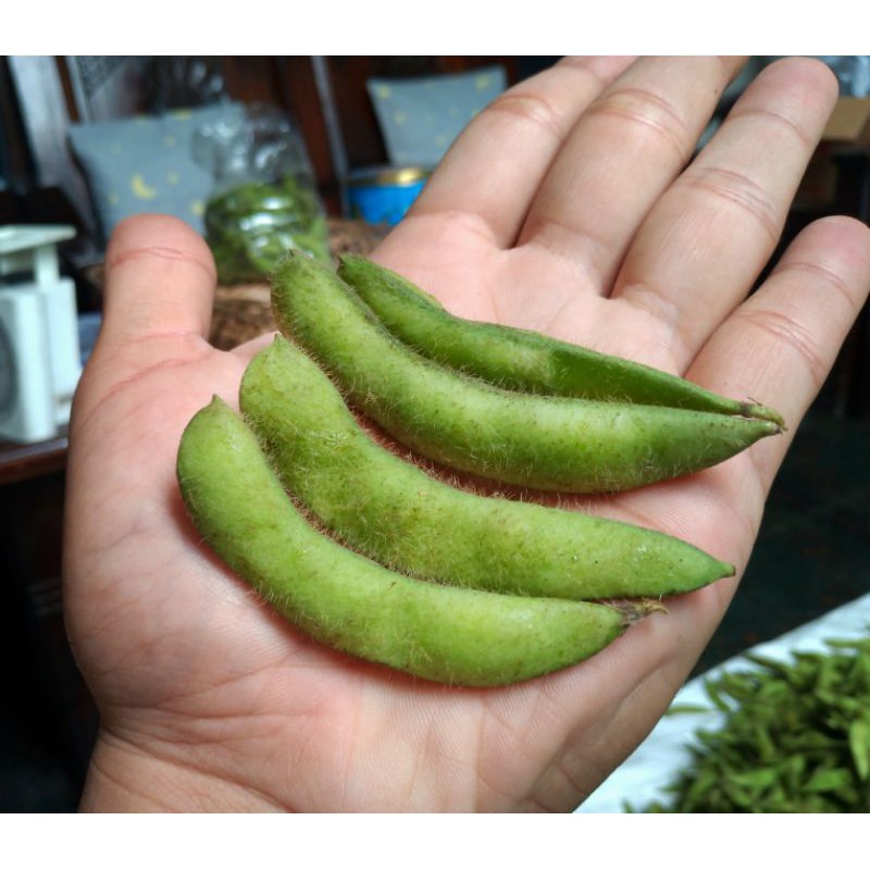 

Edamame super jumbo manis dan gurih 1 kg