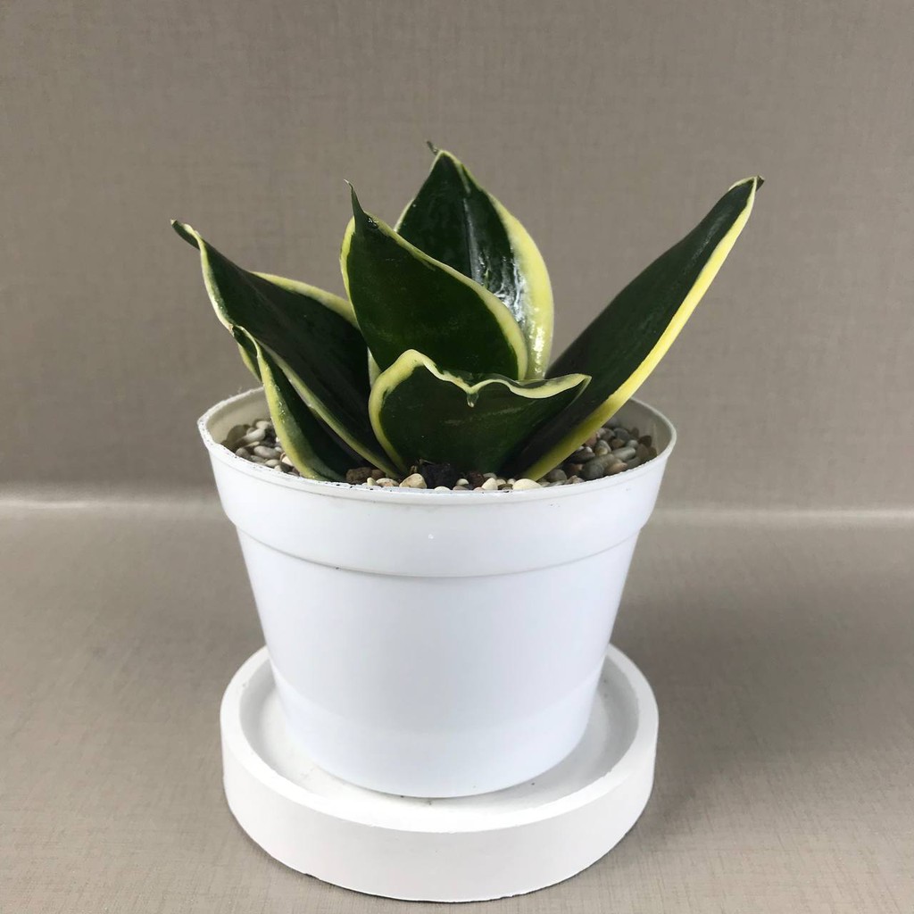 Sansevieria sansivera trifasciata pagoda, tanamam hias hidup, indoor