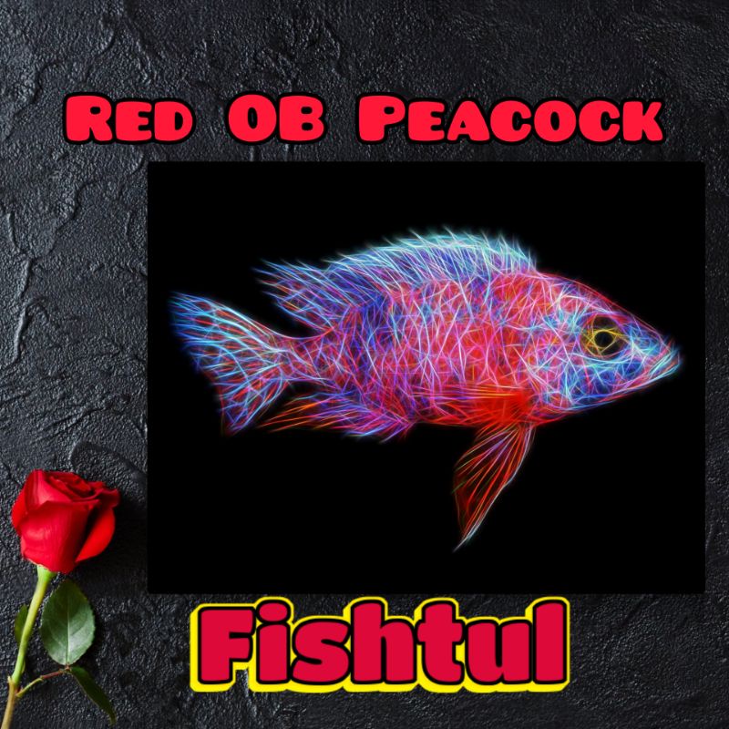 Cichlid Red OB Peacock