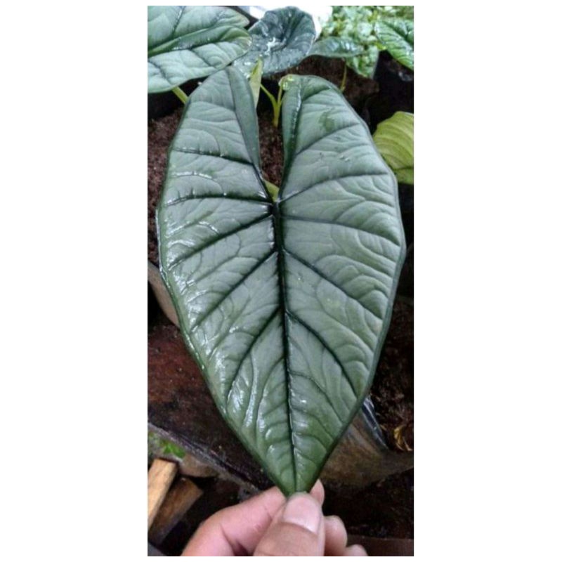 Bonggol Alocasia bisma silver