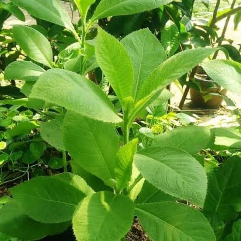 

DAUN SEMBUNG OBAT HERBAL ALAMI 100gr