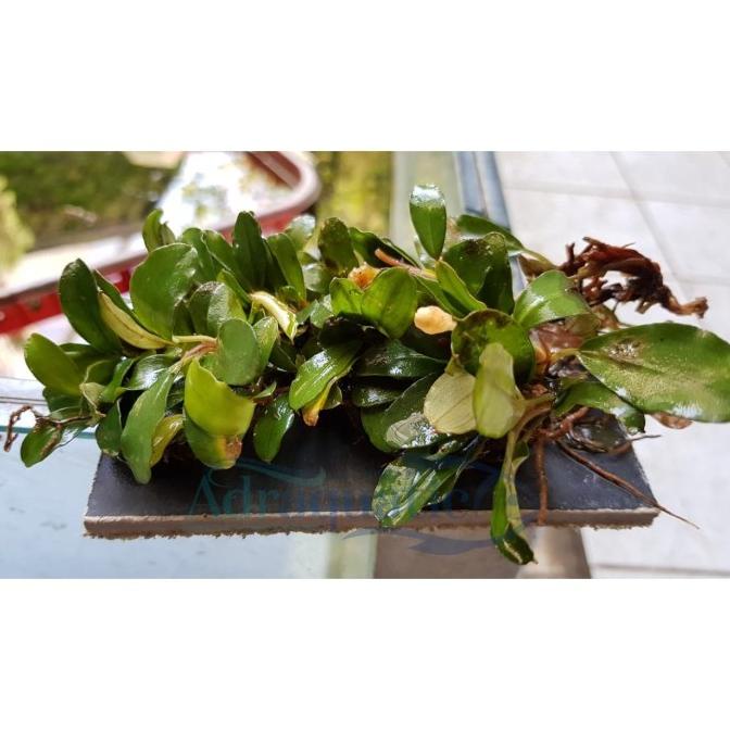 TANAMAN AQUASCAPE BUCE MINI COIN LEMPENG BUCEPHALANDRA adr4q Ayo Beli