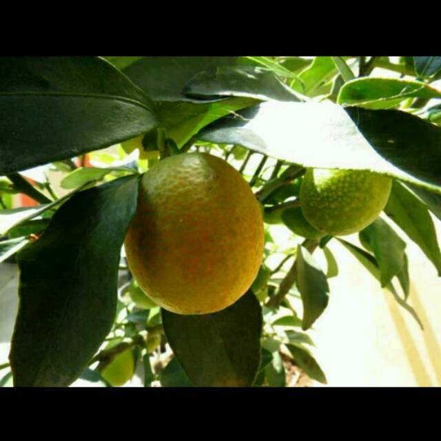 Bibit buah jeruk lemon cui