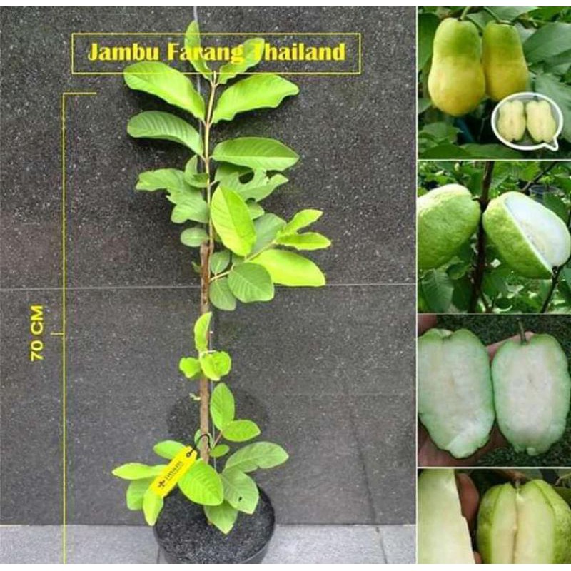 

Jambu farang Thailand