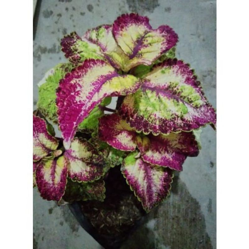 Tanaman Hias - Bibit Bunga Miana iler No.2
