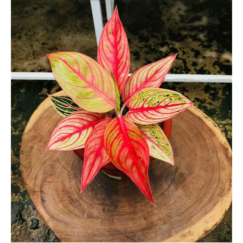 Tanaman Hias Aglonema Legacy Mutasi / Tanaman Bunga Hias Legacy Merah / Bunga Hidup / Bunga Import Murah(Aglaonema/Srirejeki)