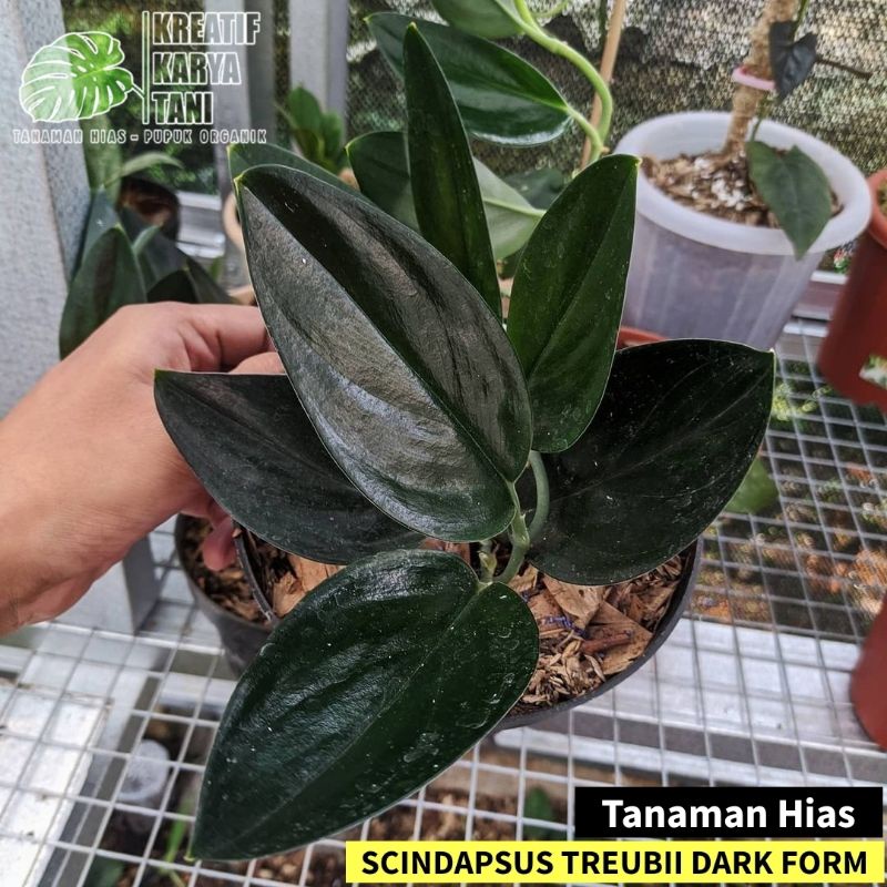 Tanaman Hias Scindapsus Treubii Dark From - Sirih gading hitam