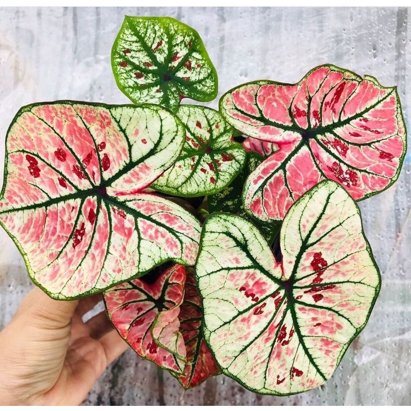 Keladi Hias Wonderland | Tanaman Hias Caladium / Keladi Wonderland Murah