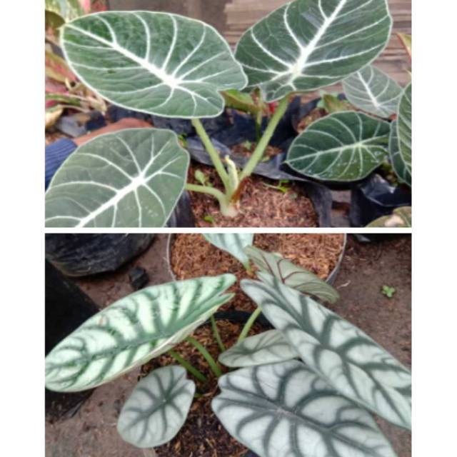 Alocasia Paket 2 Batang Keladi Silver Shopee Indonesia