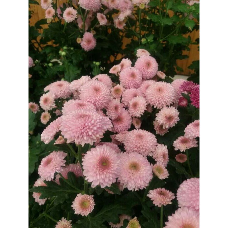 plant krisan pingpong