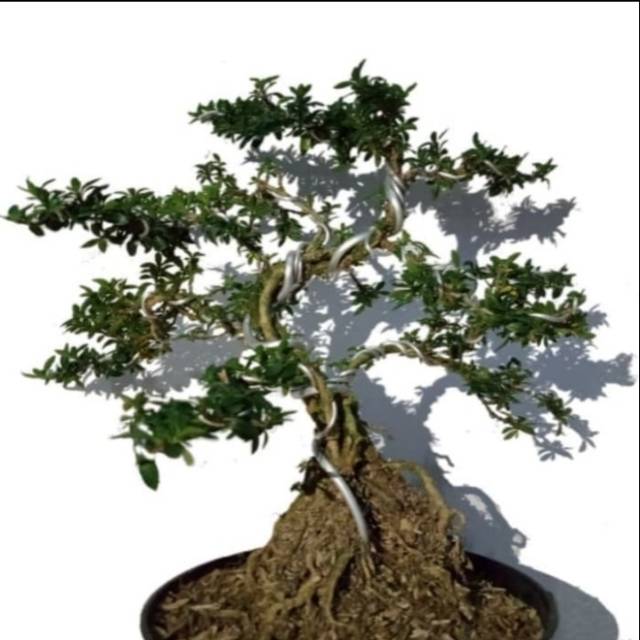 Bonsai Seribu bintang/Tanaman hias pohon bonsai seribu bintang