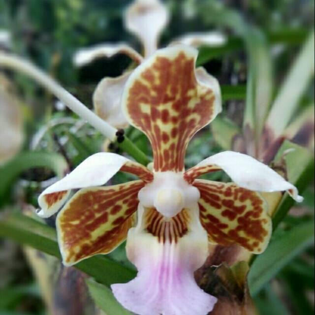 Vanda Tricolor Rawatan