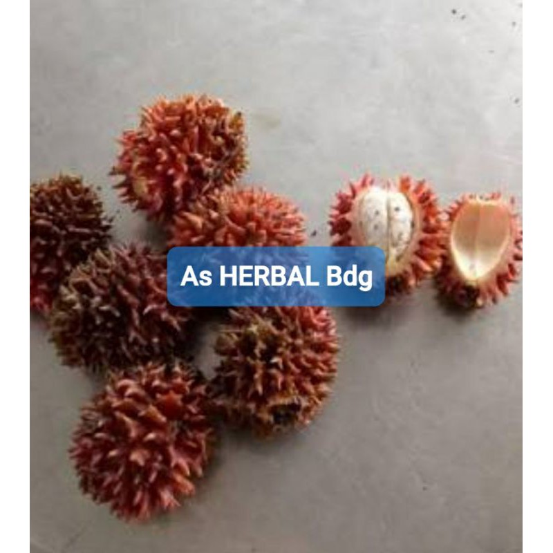 

Buah parahulu para hulu rambutan tanah segar 500 gram