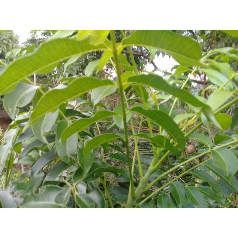 

Daun Kedondong pagar Segar daun kedondong jantan segar