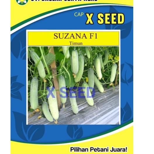 Kejar Kejutan benih timun suzana f1 x seed susana