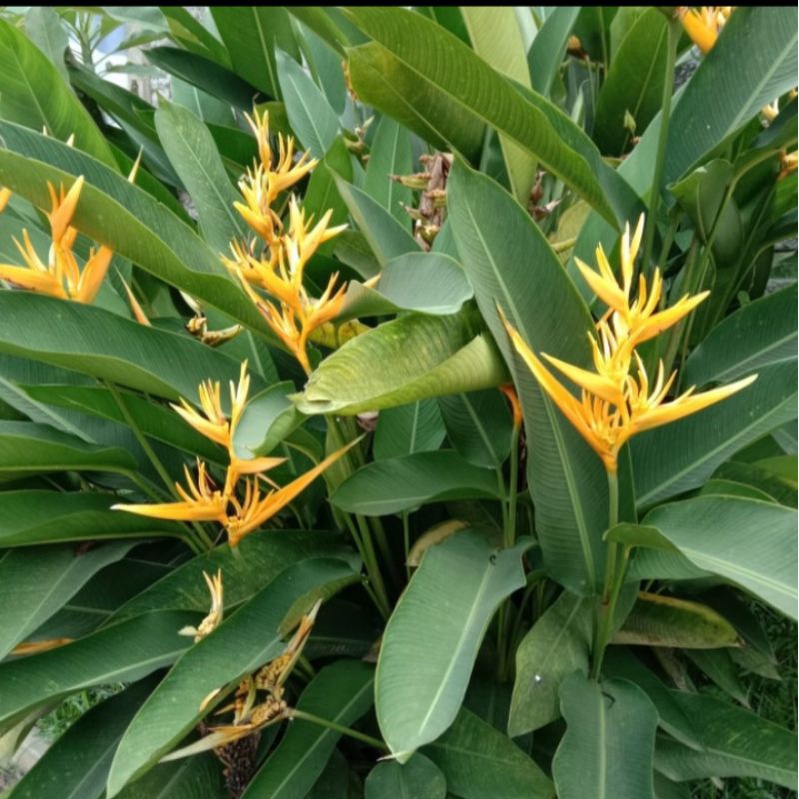 tanaman hias pisang-pisangan bunga kuning