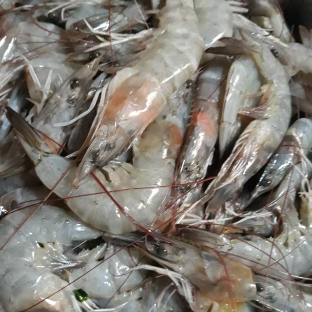 

Udang Beku Panami