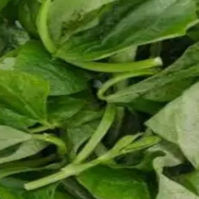 

Daun kacang