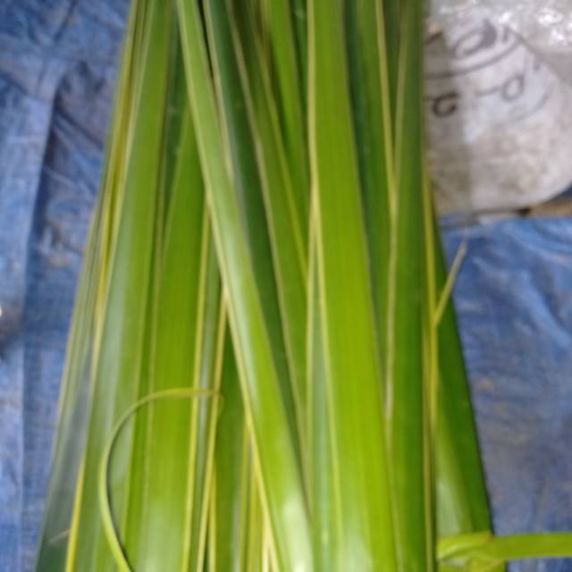 

Janur Hijau 10 lidi x2 Daun Kelapa