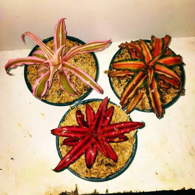 paket 3 pohon cryptantus pink, merah, dan merah bata