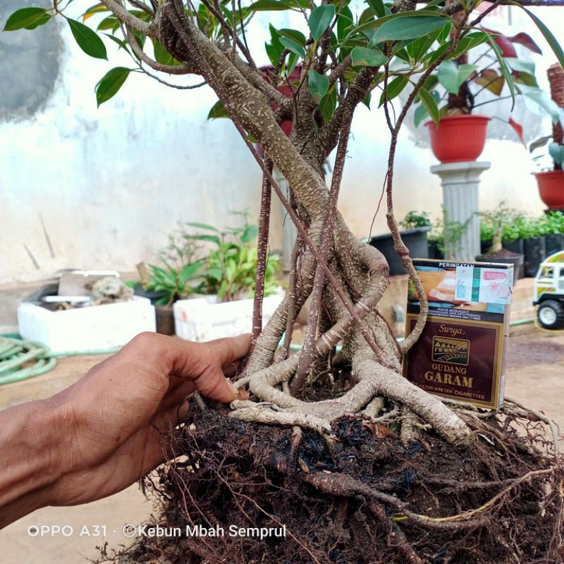 Bahan Bonsai (Ficus Kimeng seperti gambar)