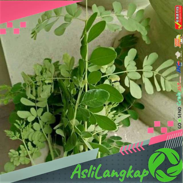

Daun kelor segar(100gram)