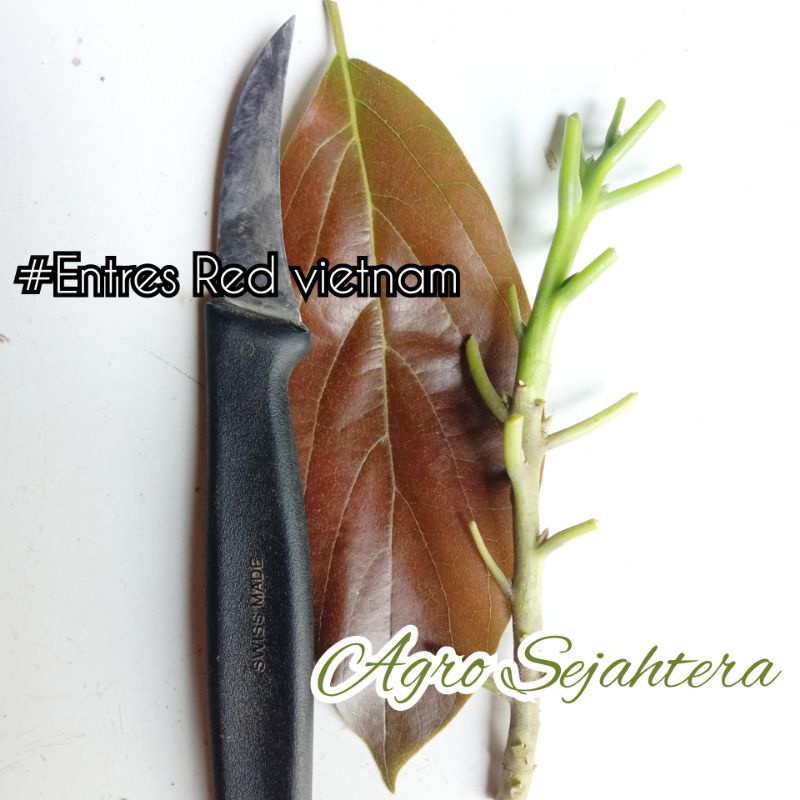 Entres Alpukat Red Vietnam