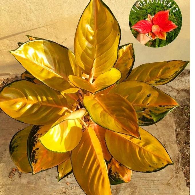 [PROMO V9S50] Aglonema Sultan brunei remaja - tanaman hias hidup - bunga hidup - bunga aglonema - aglaonema merah - aglonema merah - aglonema murah - aglaonema murah Bestseller
