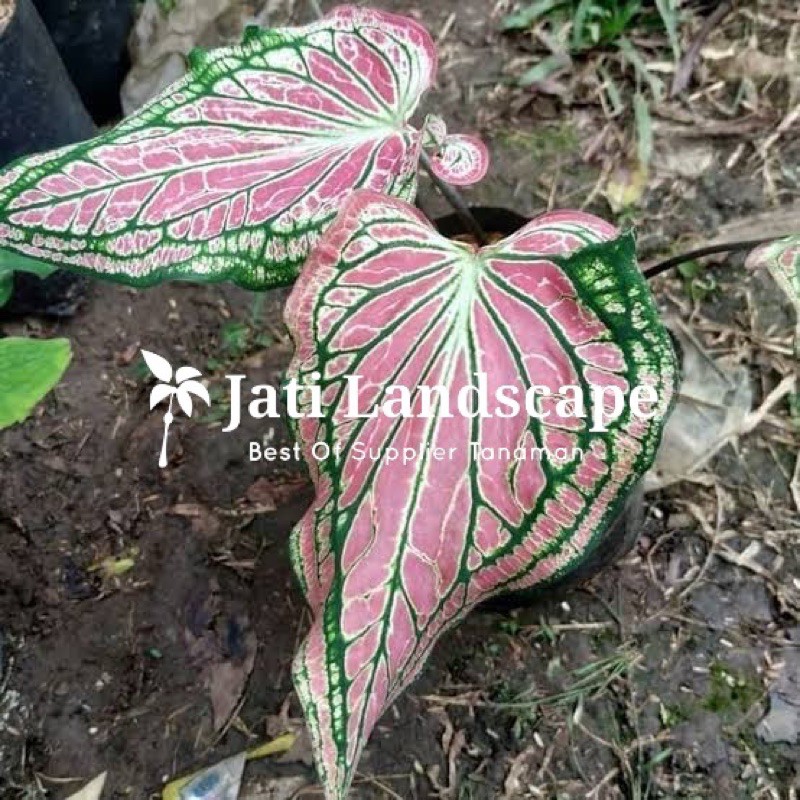 Alokasi pink rose/keladi wayang/caladium wayang