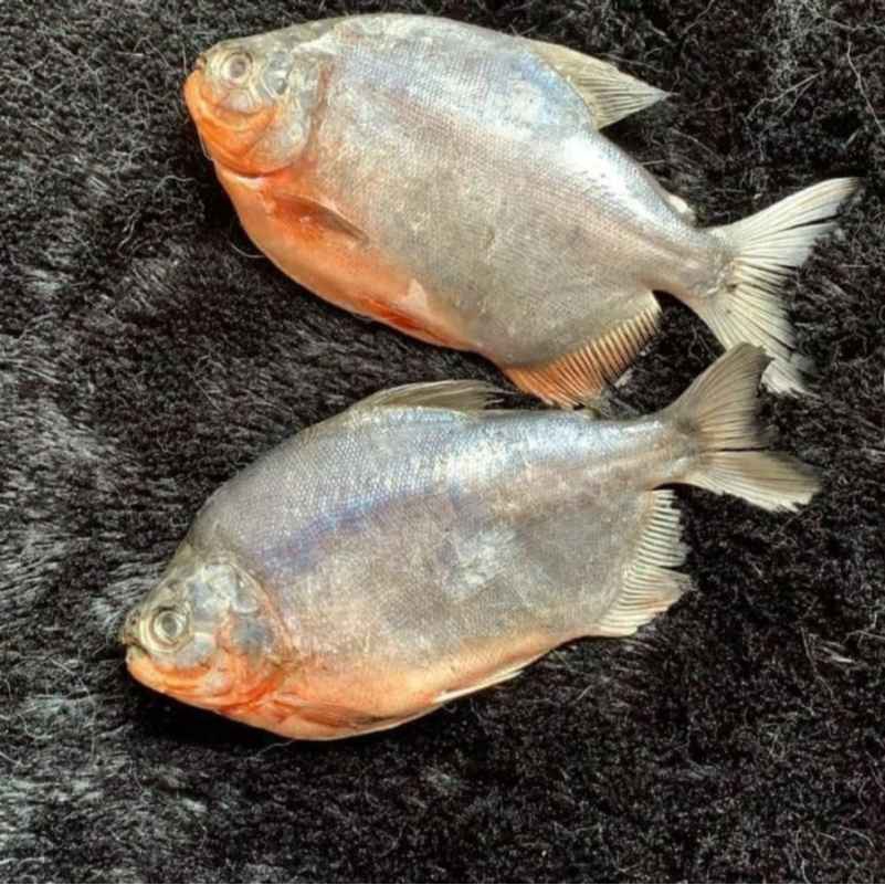 

- Ikan Bawal Merah Segar [500 gr]