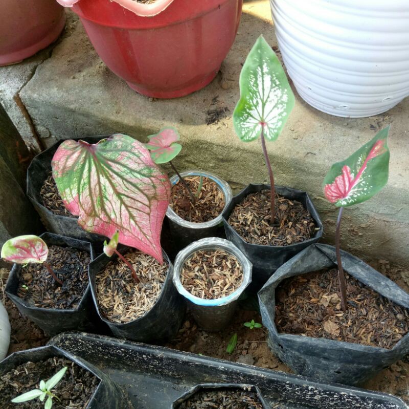 Berbagai Tanaman Keladi Hias Batik Keladi Hitam Berbagai Tanaman Keladi Hias Batik Keladi Hitam