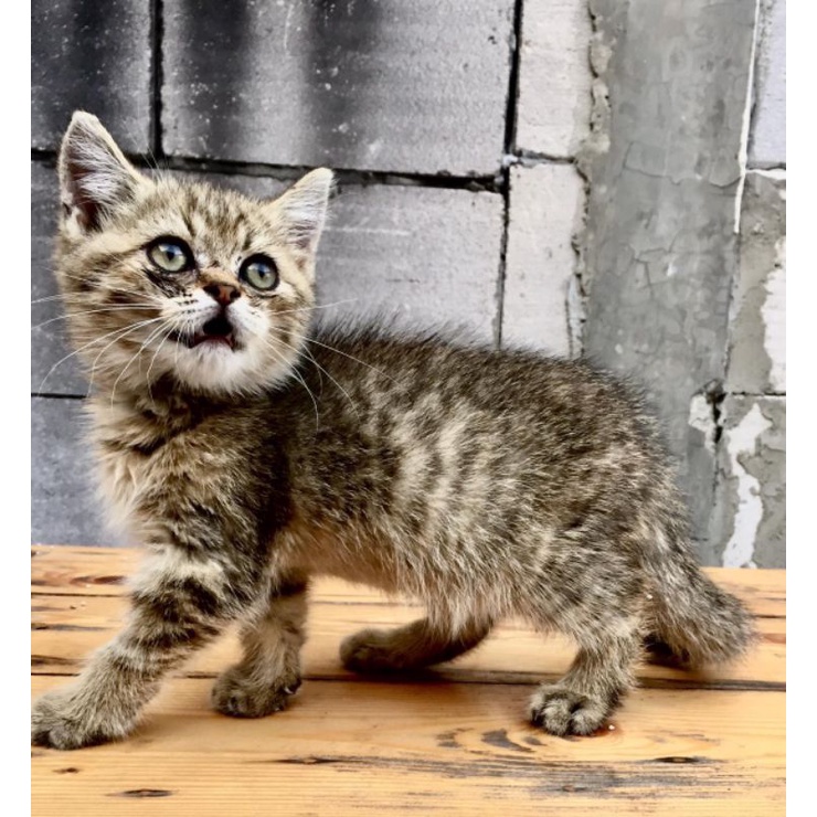 Kucing Cat British Shorthair BSH Golden Tabby kitten