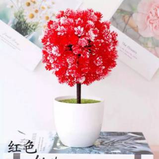 COD BONSAI BULAT Tanaman Hias Dekorasi Ruangan POT Tanaman COD BONSAI BULAT Tanaman Hias Dekorasi Ruangan POT Tanaman