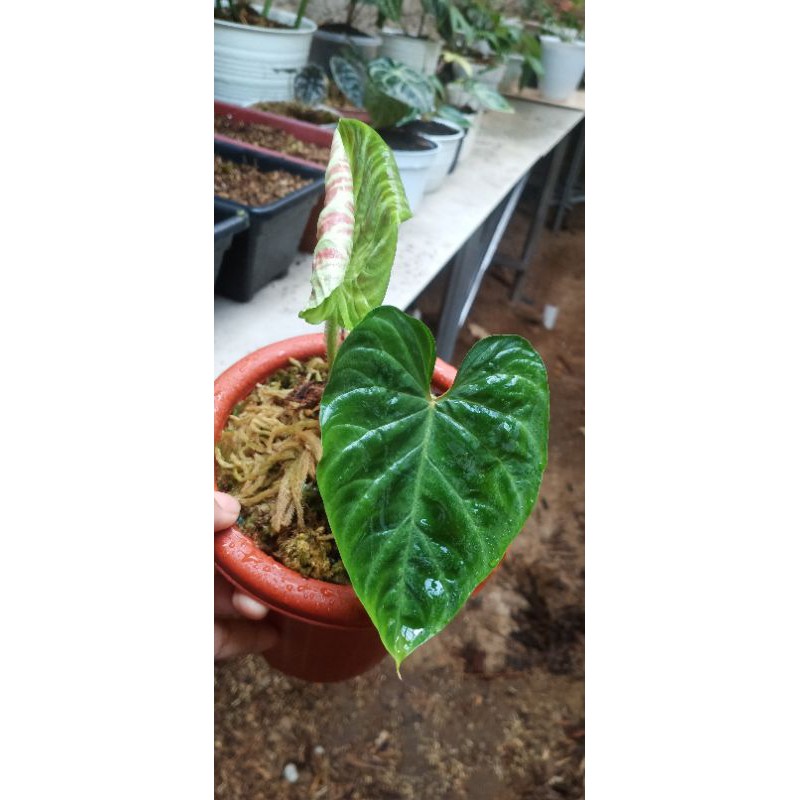 

VERUCOSUM REAL PICT